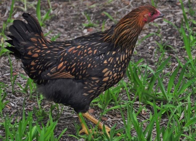 chickens